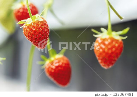 赤く実ったイチゴの果実　ハウスの苺　いちご狩り　宮城県山元町 122367481