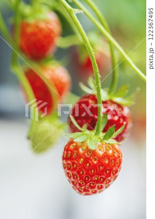 赤く実ったイチゴの果実　ハウスの苺　いちご狩り　宮城県山元町 122367495