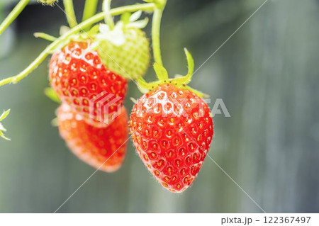 赤く実ったイチゴの果実　ハウスの苺　いちご狩り　宮城県山元町 122367497