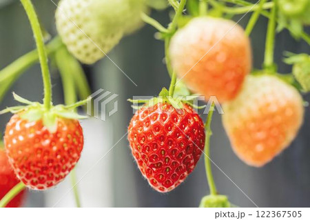 赤く実ったイチゴの果実　ハウスの苺　いちご狩り　宮城県山元町 122367505
