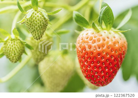 赤く実ったイチゴの果実　ハウスの苺　いちご狩り　宮城県山元町 122367520