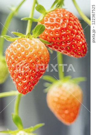 赤く実ったイチゴの果実　ハウスの苺　いちご狩り　宮城県山元町 122367525