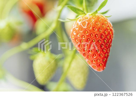 赤く実ったイチゴの果実　ハウスの苺　いちご狩り　宮城県山元町 122367526