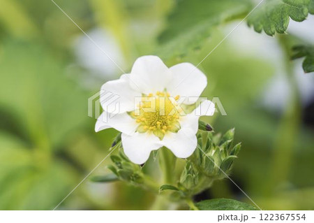 いちごの白い花 ハウスの苺 宮城県山元町 いちごの白い花 ハウスの苺 宮城県山元町 122367554