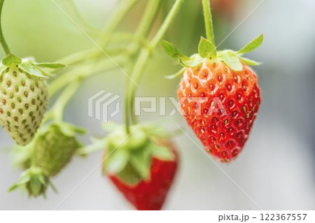赤く実ったイチゴの果実 ハウスの苺 いちご狩り 宮城県山元町 赤く実ったイチゴの果実 ハウスの苺 いちご狩り 宮城県山元町 122367557