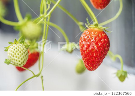 赤く実ったイチゴの果実 ハウスの苺 いちご狩り 宮城県山元町 赤く実ったイチゴの果実 ハウスの苺 いちご狩り 宮城県山元町 122367560
