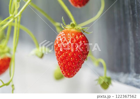 赤く実ったイチゴの果実　ハウスの苺　いちご狩り　宮城県山元町 122367562