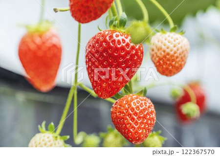 赤く実ったイチゴの果実 ハウスの苺 いちご狩り 宮城県山元町 赤く実ったイチゴの果実 ハウスの苺 いちご狩り 宮城県山元町 122367570