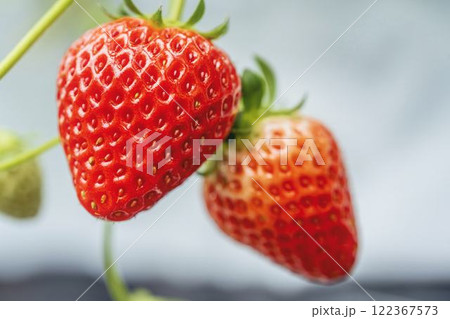 赤く実ったイチゴの果実　ハウスの苺　いちご狩り　宮城県山元町 122367573