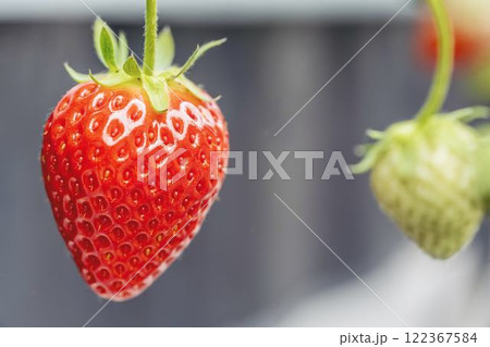 赤く実ったイチゴの果実 ハウスの苺 いちご狩り 宮城県山元町 赤く実ったイチゴの果実 ハウスの苺 いちご狩り 宮城県山元町 122367584