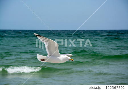 Black-headed Gull at the Baltic Sea 122367802
