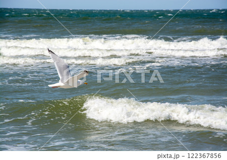 Black-headed Gull at the Baltic Sea 122367856