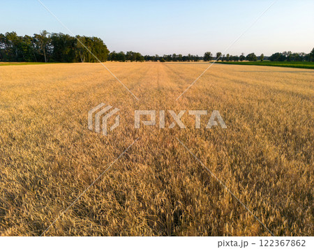 Aerial view of a Grain Field with Triticale 122367862