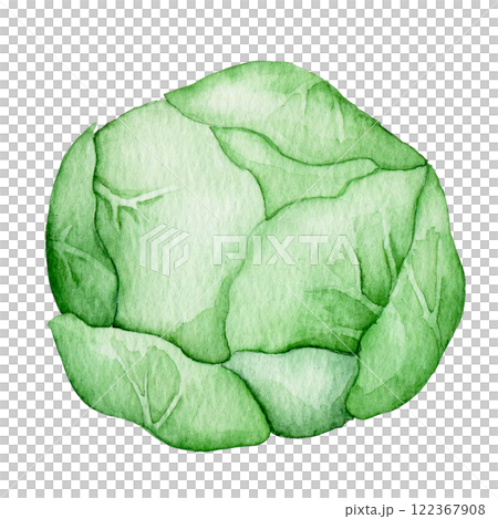 watercolor illustration, cabbage, farm vegetable. cute drawing in simple style. 122367908