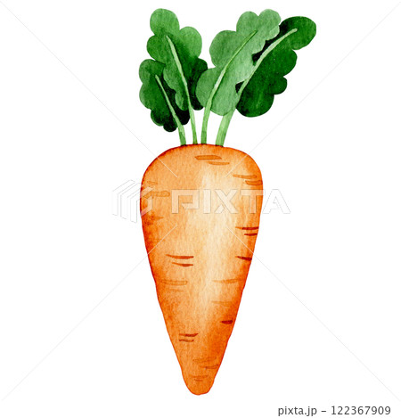 watercolor illustration, carrot, farm vegetable. cute drawing in simple style. watercolor illustration, carrot, farm vegetable. cute drawing in simple style. 122367909