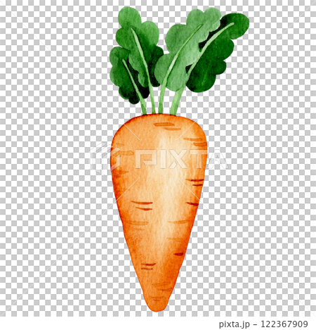 watercolor illustration, carrot, farm vegetable. cute drawing in simple style. watercolor illustration, carrot, farm vegetable. cute drawing in simple style. 122367909