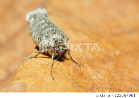 フユシャクの一種(メス・成虫) フユシャクの一種(メス・成虫) 122367961