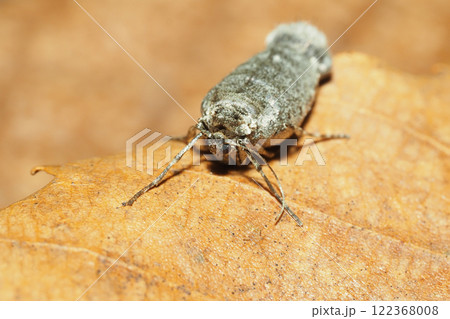 フユシャクの一種（メス・成虫） 122368008