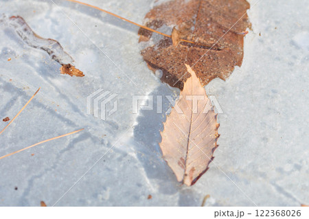 凍りついた水辺の落ち葉 凍りついた水辺の落ち葉 122368026