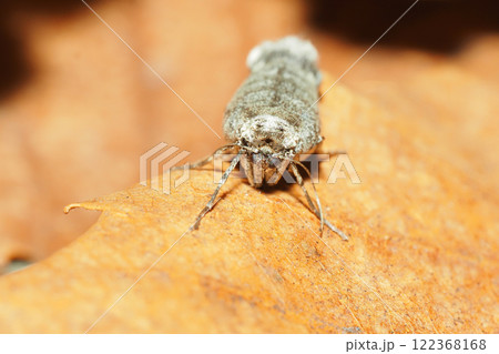 フユシャクの一種(メス・成虫) フユシャクの一種(メス・成虫) 122368168