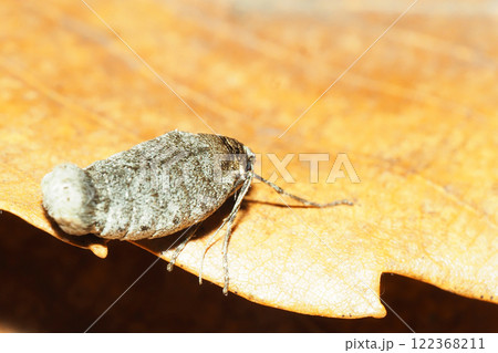 フユシャクの一種(メス・成虫) フユシャクの一種(メス・成虫) 122368211