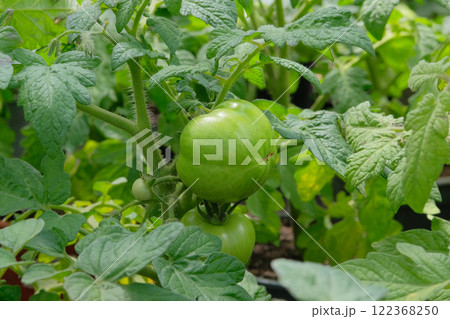 Green tomatoes is growing in a rustic garden. Farming and harvesting. Growing tomato. Cottage garden. Sunlit vegetables. 122368250