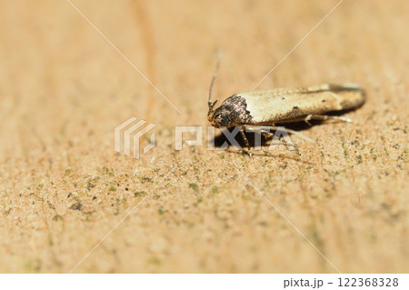 冬のズグロコブカザリバ 冬のズグロコブカザリバ 122368328