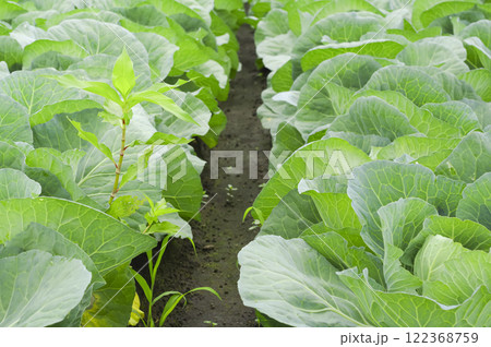 露地栽培で育つたくさんのキャベツ 122368759