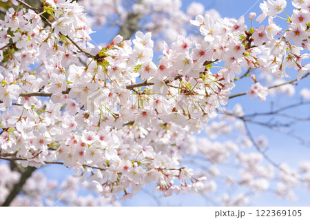 青空に映える桜花 122369105