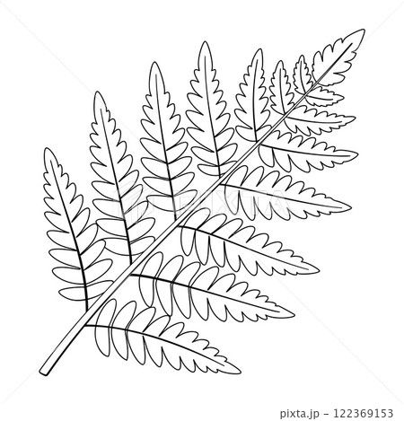 fern plant doodle style line art. Coloring page Hand drawn black and white 122369153