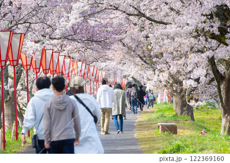 たくさんの花見客で賑わう桜並木 122369160