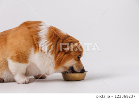 Corgi enjoying a delicious meal from a golden bowl on a white background, perfect for pet care ads 122369237