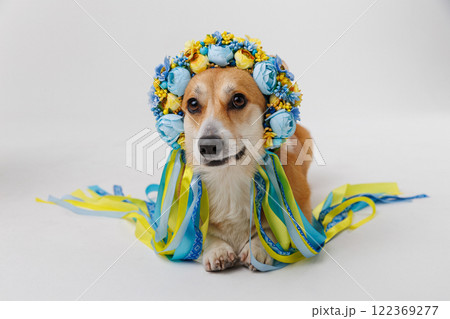 Corgi dog in traditional Ukrainian floral wreath with colorful ribbons, happy pet Corgi dog in traditional Ukrainian floral wreath with colorful ribbons, happy pet 122369277