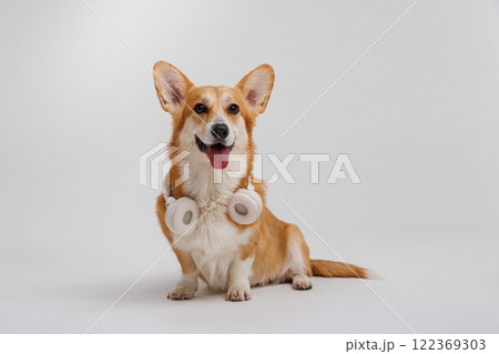 Cheerful Welsh corgi pembroke dog with headphones, ready to enjoy good vibes and music in style Cheerful Welsh corgi pembroke dog with headphones, ready to enjoy good vibes and music in style 122369303
