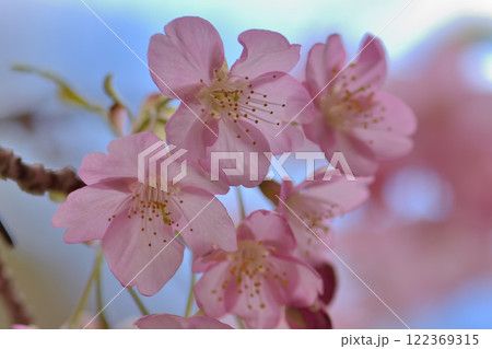 河津桜 河津桜 122369315