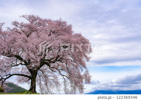 【一本桜】わに塚のエドヒカンザクラ【山梨県】 【一本桜】わに塚のエドヒカンザクラ【山梨県】 122369346