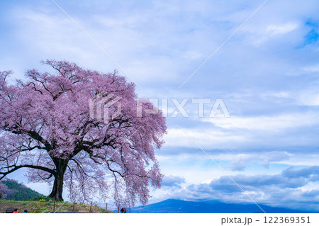【一本桜】わに塚のエドヒカンザクラ【山梨県】 122369351