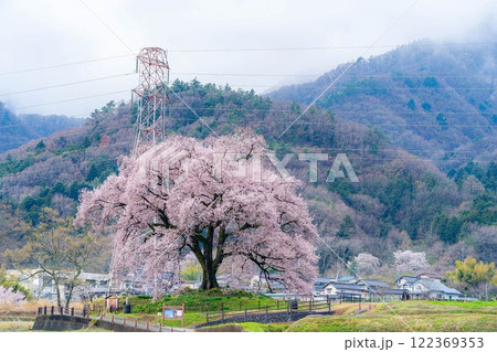 【一本桜】わに塚のエドヒカンザクラ【山梨県】 【一本桜】わに塚のエドヒカンザクラ【山梨県】 122369353