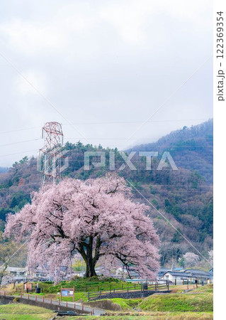 【一本桜】わに塚のエドヒカンザクラ【山梨県】 【一本桜】わに塚のエドヒカンザクラ【山梨県】 122369354