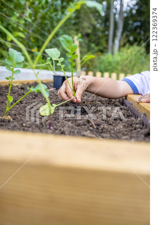 Closeup of a childs hand planting a fresh green seedling of black radish 122369374
