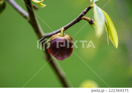 Closeup of a flower of asimina tree 122369375