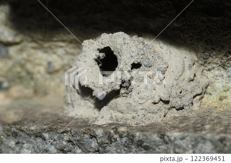 トックリバチの一種の巣（巣立ったあと） 122369451