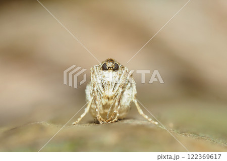 フユシャクの一種（メス・成虫） 122369617