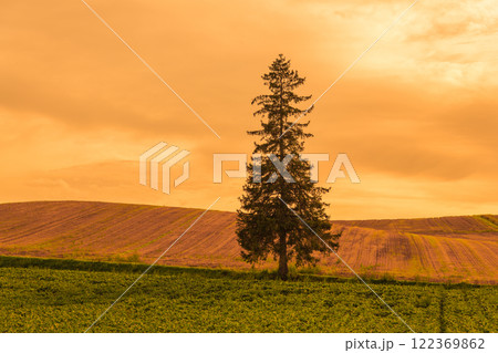 【美瑛町 クリスマスツリーの木の夕景】 【美瑛町 クリスマスツリーの木の夕景】 122369862