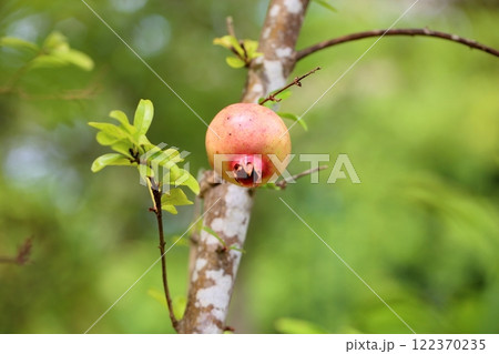 ザクロの実 122370235