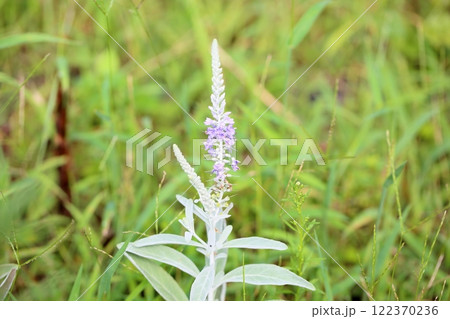 トウテイランの花 122370236