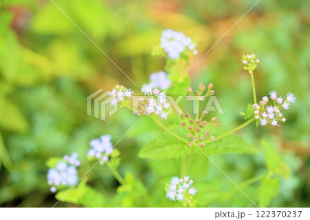 ユーパトリウムの花 122370237