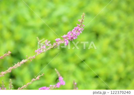 ミソハギの花 122370240