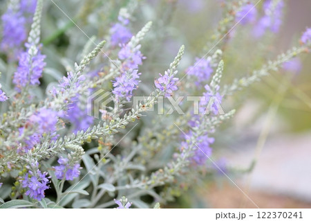 トウテイランの花 122370241