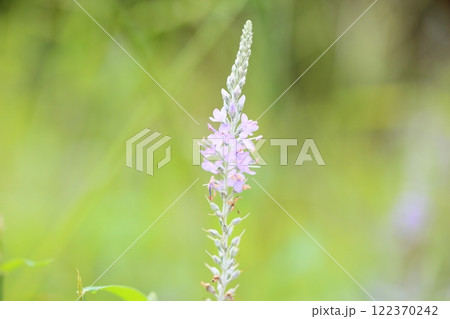 トウテイランの花 122370242